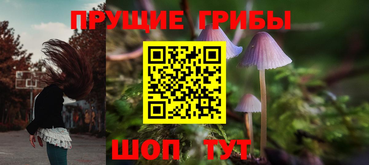 Галлюциногенные грибы Psilocybe Ачинск